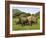 White Rhino, with Calf in Pilanesberg Game Reserve, South Africa-Steve & Ann Toon-Framed Photographic Print