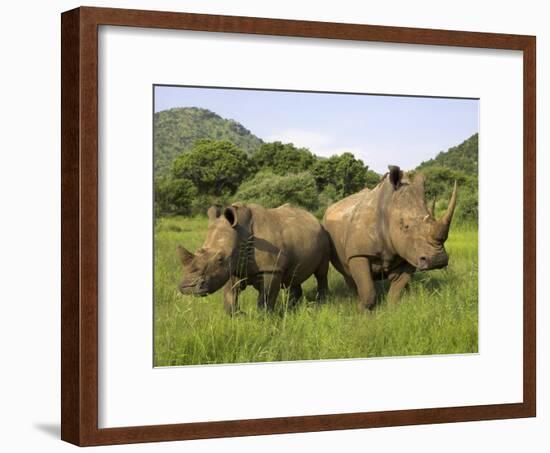 White Rhino, with Calf in Pilanesberg Game Reserve, South Africa-Steve & Ann Toon-Framed Photographic Print