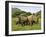 White Rhino, with Calf in Pilanesberg Game Reserve, South Africa-Steve & Ann Toon-Framed Photographic Print