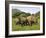 White Rhino, with Calf in Pilanesberg Game Reserve, South Africa-Steve & Ann Toon-Framed Photographic Print