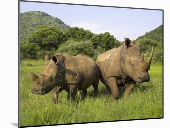 White Rhino, with Calf in Pilanesberg Game Reserve, South Africa-Steve & Ann Toon-Mounted Photographic Print