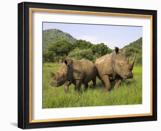 White Rhino, with Calf in Pilanesberg Game Reserve, South Africa-Steve & Ann Toon-Framed Photographic Print