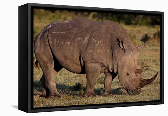 White Rhino-Howard Ruby-Framed Premier Image Canvas