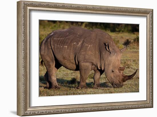 White Rhino-Howard Ruby-Framed Photographic Print