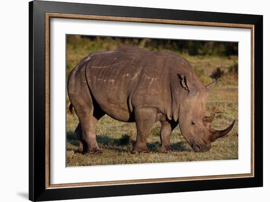 White Rhino-Howard Ruby-Framed Photographic Print