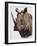 White Rhinoceros, 1980-English School-Framed Giclee Print