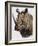 White Rhinoceros, 1980-English School-Framed Giclee Print