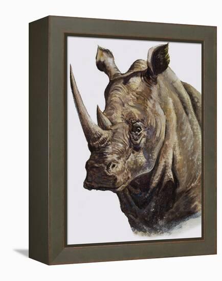 White Rhinoceros, 1980-English School-Framed Premier Image Canvas