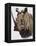 White Rhinoceros, 1980-English School-Framed Premier Image Canvas