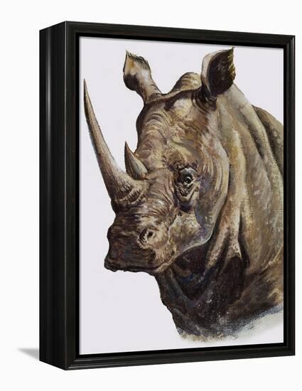 White Rhinoceros, 1980-English School-Framed Premier Image Canvas