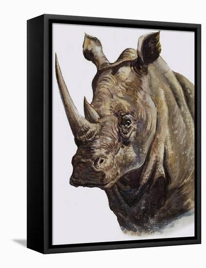 White Rhinoceros, 1980-English School-Framed Premier Image Canvas