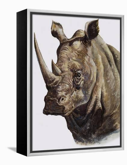 White Rhinoceros, 1980-English School-Framed Premier Image Canvas