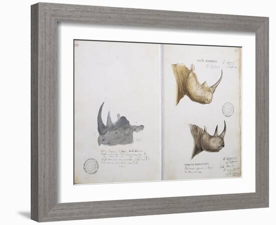 White Rhinoceros and African Rhinoceros, 1862-John Hanning Speke-Framed Giclee Print