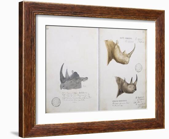 White Rhinoceros and African Rhinoceros, 1862-John Hanning Speke-Framed Giclee Print