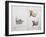 White Rhinoceros and African Rhinoceros, 1862-John Hanning Speke-Framed Giclee Print