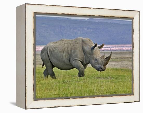 White Rhinoceros and Lesser Flamingos, Lake Nakuru National Park, Kenya-Adam Jones-Framed Premier Image Canvas