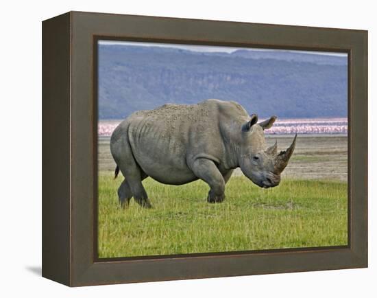 White Rhinoceros and Lesser Flamingos, Lake Nakuru National Park, Kenya-Adam Jones-Framed Premier Image Canvas