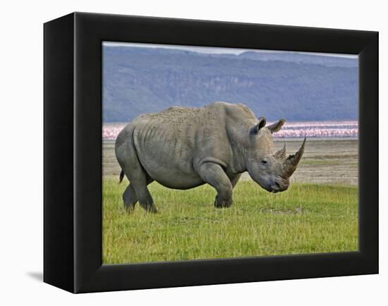 White Rhinoceros and Lesser Flamingos, Lake Nakuru National Park, Kenya-Adam Jones-Framed Premier Image Canvas