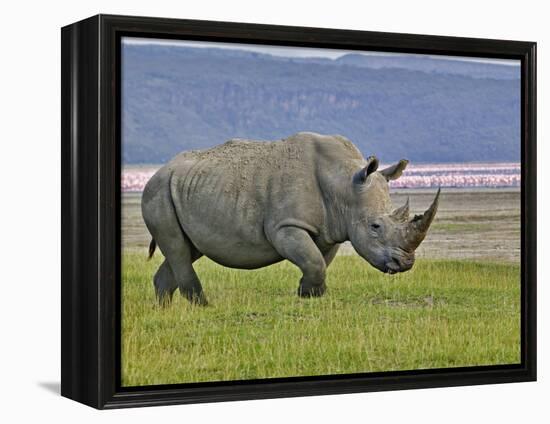 White Rhinoceros and Lesser Flamingos, Lake Nakuru National Park, Kenya-Adam Jones-Framed Premier Image Canvas