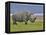 White Rhinoceros and Lesser Flamingos, Lake Nakuru National Park, Kenya-Adam Jones-Framed Premier Image Canvas