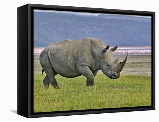 White Rhinoceros and Lesser Flamingos, Lake Nakuru National Park, Kenya-Adam Jones-Framed Premier Image Canvas