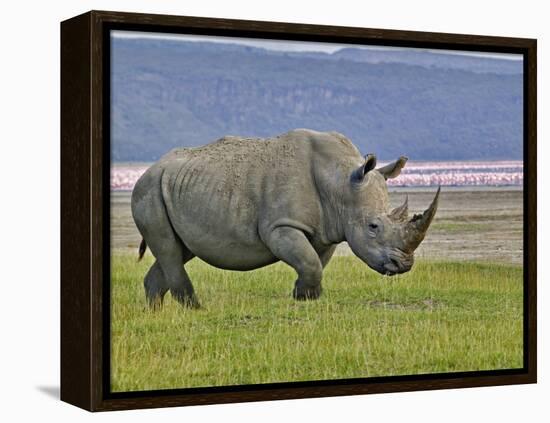 White Rhinoceros and Lesser Flamingos, Lake Nakuru National Park, Kenya-Adam Jones-Framed Premier Image Canvas