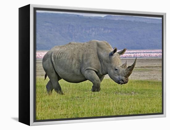 White Rhinoceros and Lesser Flamingos, Lake Nakuru National Park, Kenya-Adam Jones-Framed Premier Image Canvas