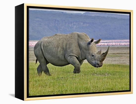 White Rhinoceros and Lesser Flamingos, Lake Nakuru National Park, Kenya-Adam Jones-Framed Premier Image Canvas