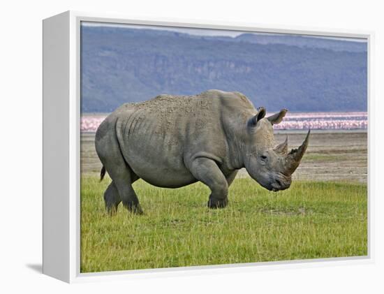 White Rhinoceros and Lesser Flamingos, Lake Nakuru National Park, Kenya-Adam Jones-Framed Premier Image Canvas