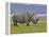 White Rhinoceros and Lesser Flamingos, Lake Nakuru National Park, Kenya-Adam Jones-Framed Premier Image Canvas