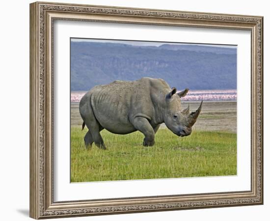 White Rhinoceros and Lesser Flamingos, Lake Nakuru National Park, Kenya-Adam Jones-Framed Photographic Print