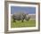 White Rhinoceros and Lesser Flamingos, Lake Nakuru National Park, Kenya-Adam Jones-Framed Photographic Print