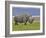 White Rhinoceros and Lesser Flamingos, Lake Nakuru National Park, Kenya-Adam Jones-Framed Photographic Print