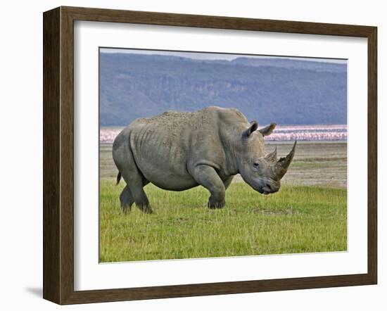 White Rhinoceros and Lesser Flamingos, Lake Nakuru National Park, Kenya-Adam Jones-Framed Photographic Print