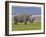 White Rhinoceros and Lesser Flamingos, Lake Nakuru National Park, Kenya-Adam Jones-Framed Photographic Print