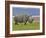 White Rhinoceros and Lesser Flamingos, Lake Nakuru National Park, Kenya-Adam Jones-Framed Photographic Print