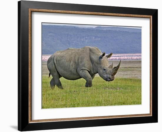 White Rhinoceros and Lesser Flamingos, Lake Nakuru National Park, Kenya-Adam Jones-Framed Photographic Print