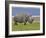 White Rhinoceros and Lesser Flamingos, Lake Nakuru National Park, Kenya-Adam Jones-Framed Photographic Print