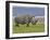 White Rhinoceros and Lesser Flamingos, Lake Nakuru National Park, Kenya-Adam Jones-Framed Photographic Print