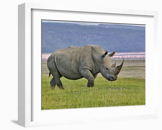 White Rhinoceros and Lesser Flamingos, Lake Nakuru National Park, Kenya-Adam Jones-Framed Photographic Print