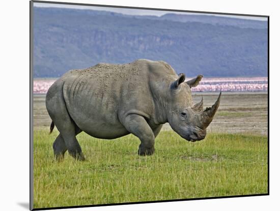 White Rhinoceros and Lesser Flamingos, Lake Nakuru National Park, Kenya-Adam Jones-Mounted Photographic Print