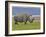 White Rhinoceros and Lesser Flamingos, Lake Nakuru National Park, Kenya-Adam Jones-Framed Photographic Print