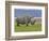 White Rhinoceros and Lesser Flamingos, Lake Nakuru National Park, Kenya-Adam Jones-Framed Photographic Print