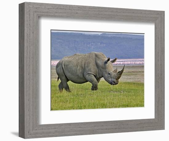 White Rhinoceros and Lesser Flamingos, Lake Nakuru National Park, Kenya-Adam Jones-Framed Photographic Print