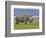 White Rhinoceros and Lesser Flamingos, Lake Nakuru National Park, Kenya-Adam Jones-Framed Photographic Print