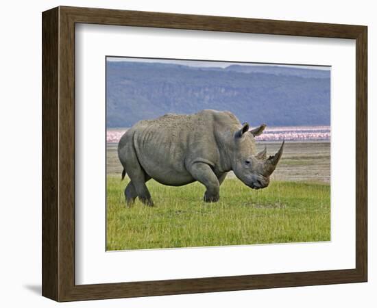 White Rhinoceros and Lesser Flamingos, Lake Nakuru National Park, Kenya-Adam Jones-Framed Photographic Print