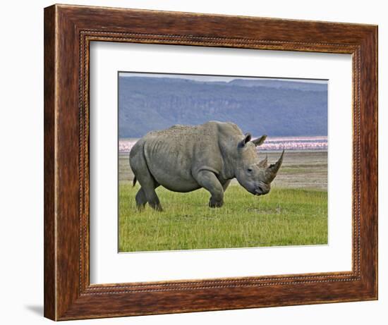 White Rhinoceros and Lesser Flamingos, Lake Nakuru National Park, Kenya-Adam Jones-Framed Photographic Print