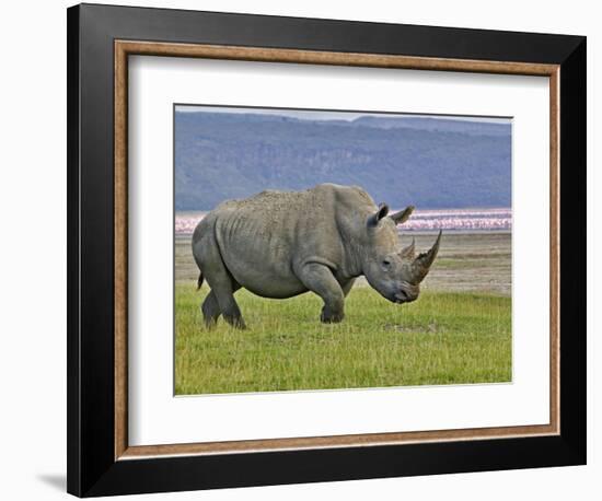 White Rhinoceros and Lesser Flamingos, Lake Nakuru National Park, Kenya-Adam Jones-Framed Photographic Print