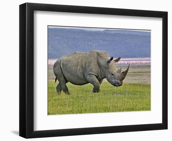 White Rhinoceros and Lesser Flamingos, Lake Nakuru National Park, Kenya-Adam Jones-Framed Photographic Print