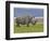 White Rhinoceros and Lesser Flamingos, Lake Nakuru National Park, Kenya-Adam Jones-Framed Photographic Print